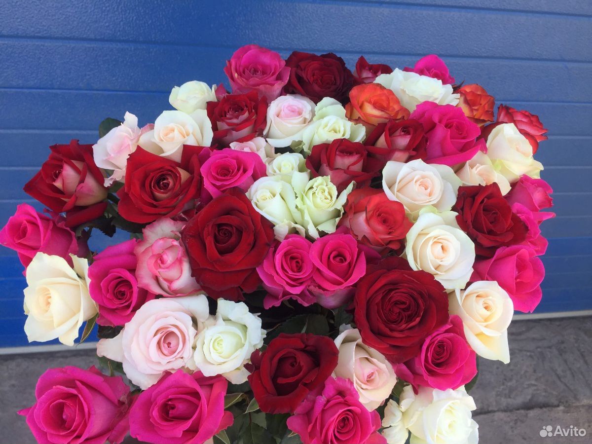 Розы купить на Зозу.ру - фотография № 8