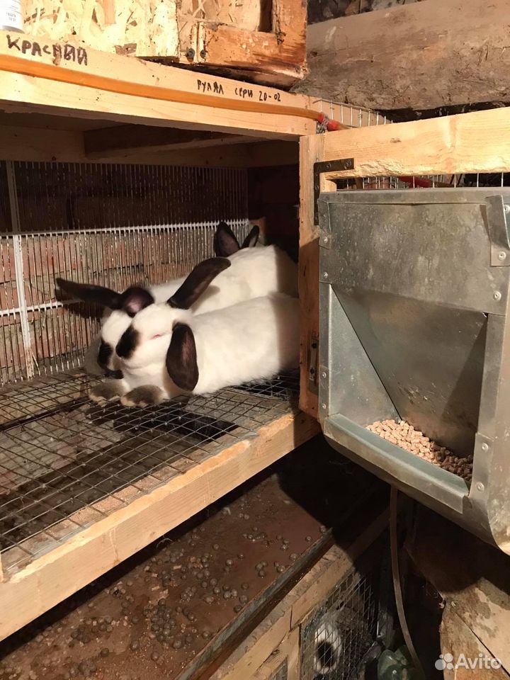 Продаются кролики,калифорнийцы чистая порода купить на Зозу.ру - фотография № 3