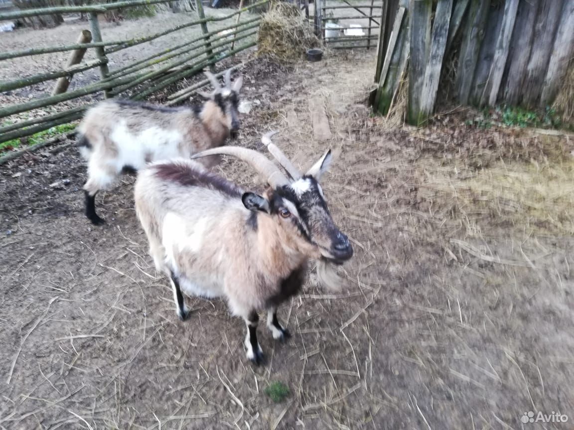 Продаются дойные козы, козы с козлятами купить на Зозу.ру - фотография № 1