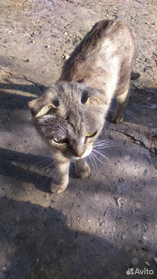 Кошка шотланка вислоухая купить на Зозу.ру - фотография № 3