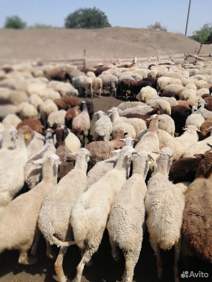Овцы ягнята зимние на выбор купить на Зозу.ру - фотография № 1