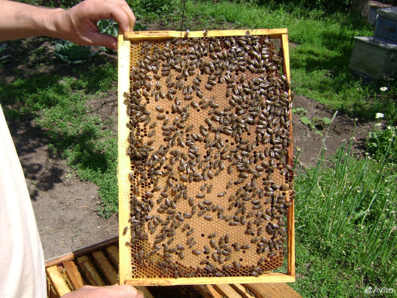 Купить пчелиные рамки. Пчелопакеты рута. Рамка с расплодом. Пчелы на рамке с расплодом. Пчелиная рамка с расплодом.