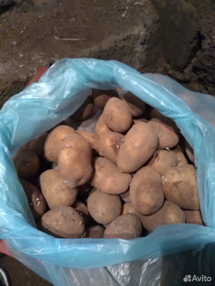 Предлагаю вам крупный картофель на еду купить на Зозу.ру - фотография № 1