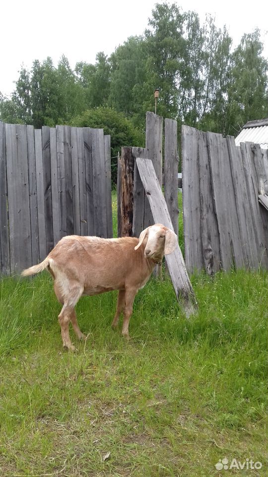 Англо-нубийская коза купить на Зозу.ру - фотография № 1