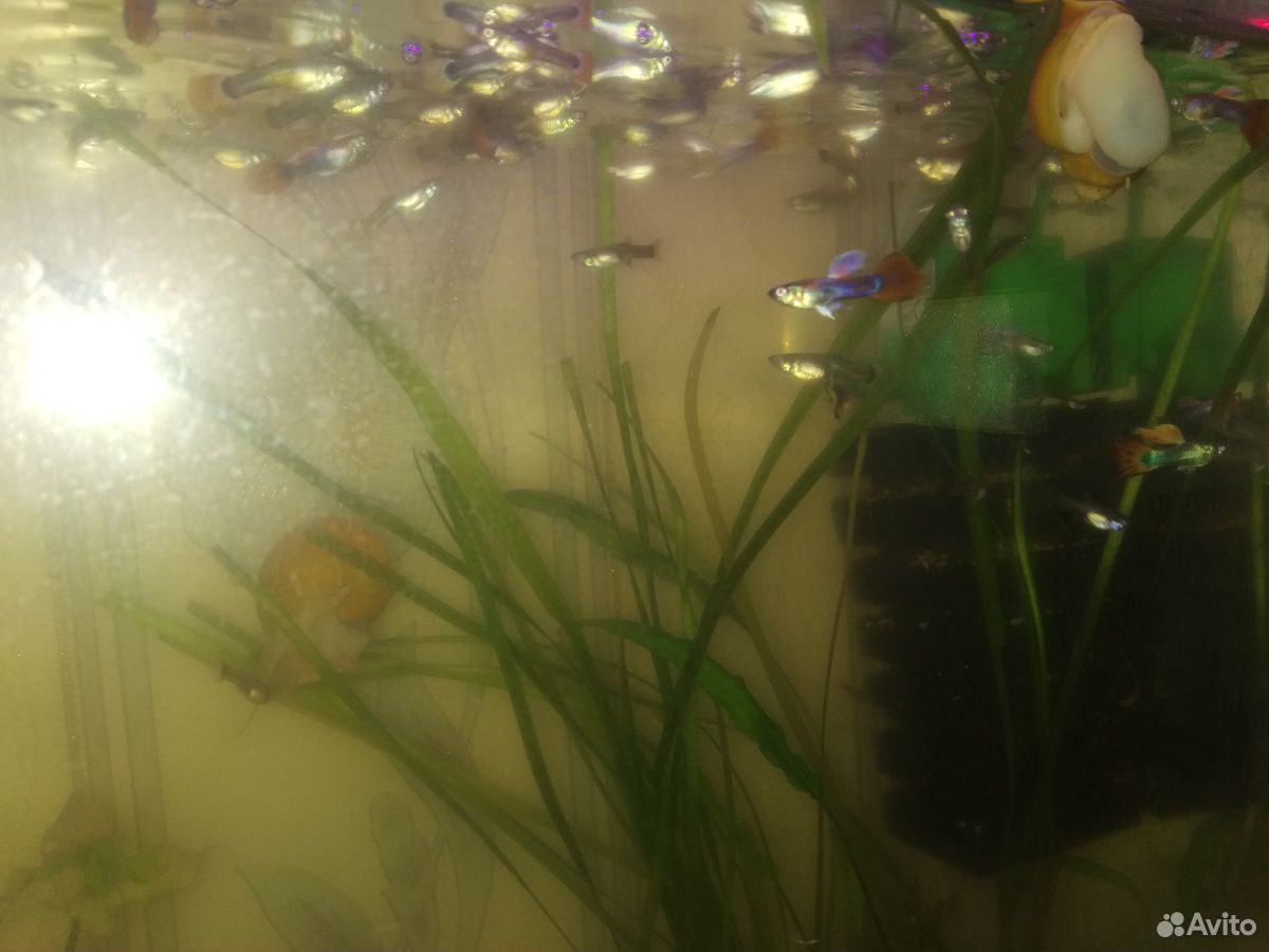 Рыбки Гуппи купить на Зозу.ру