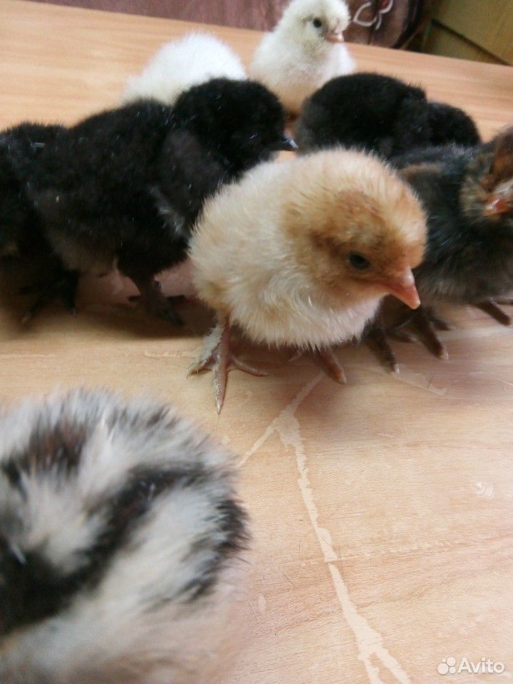 Цыплятки купить на Зозу.ру - фотография № 4