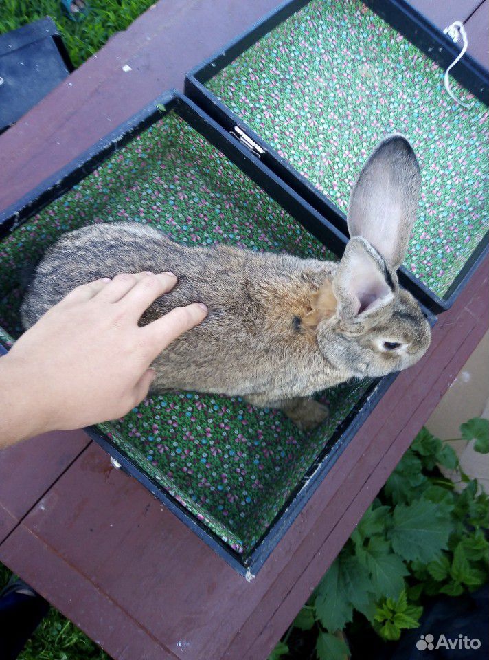 Кролик самец, французский баран купить на Зозу.ру - фотография № 1