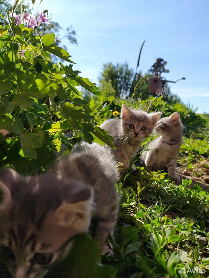 Кошки купить на Зозу.ру - фотография № 3