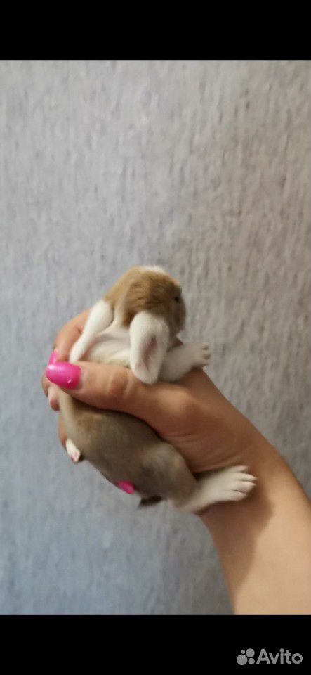 Продам вислоухого крольчонка купить на Зозу.ру - фотография № 2