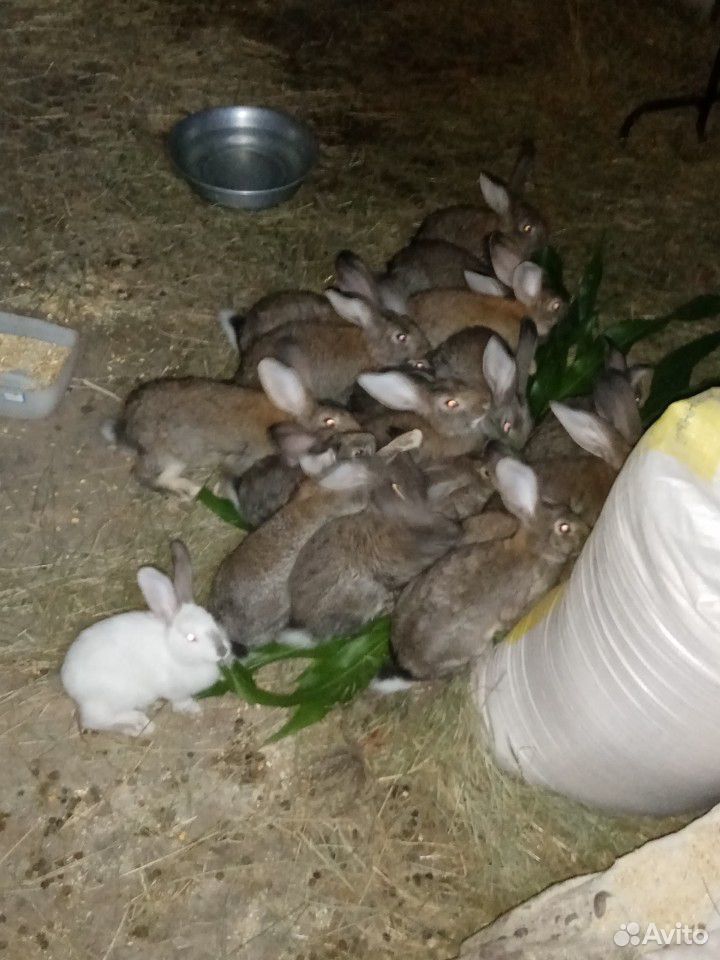 Кролики разных возрастов купить на Зозу.ру - фотография № 3