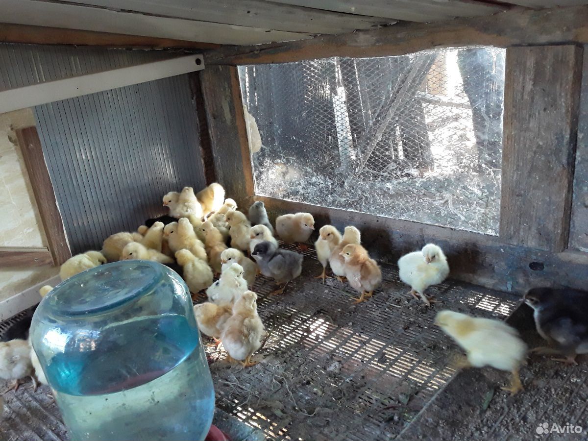 Цыплята 12 дней (вылуплены 12.06.20) купить на Зозу.ру - фотография № 2