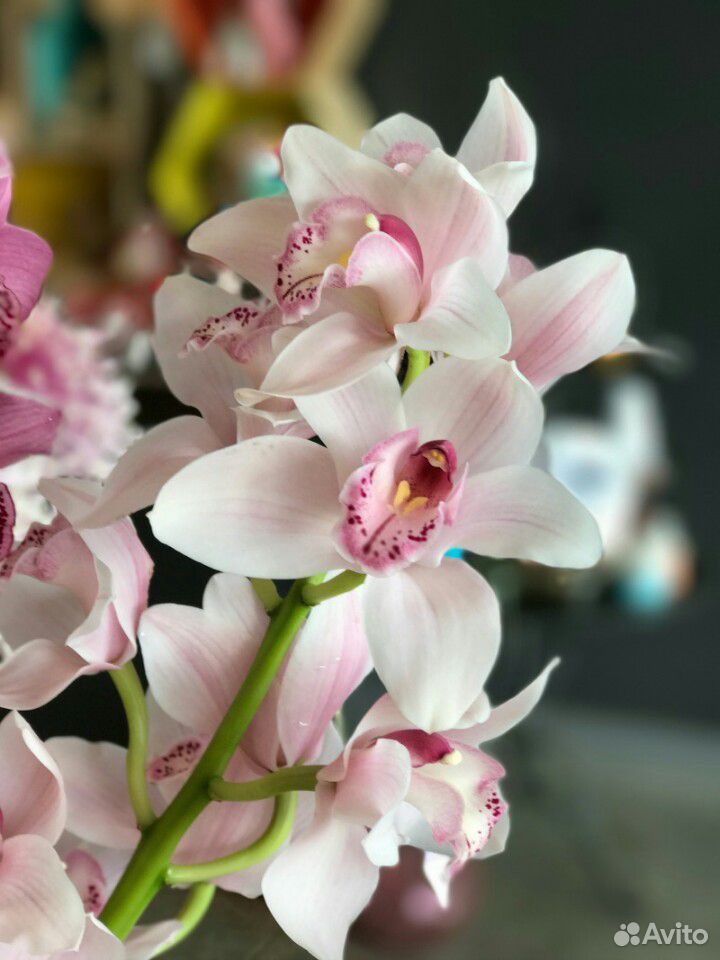 Орхидея Цимбидиум купить на Зозу.ру - фотография № 1