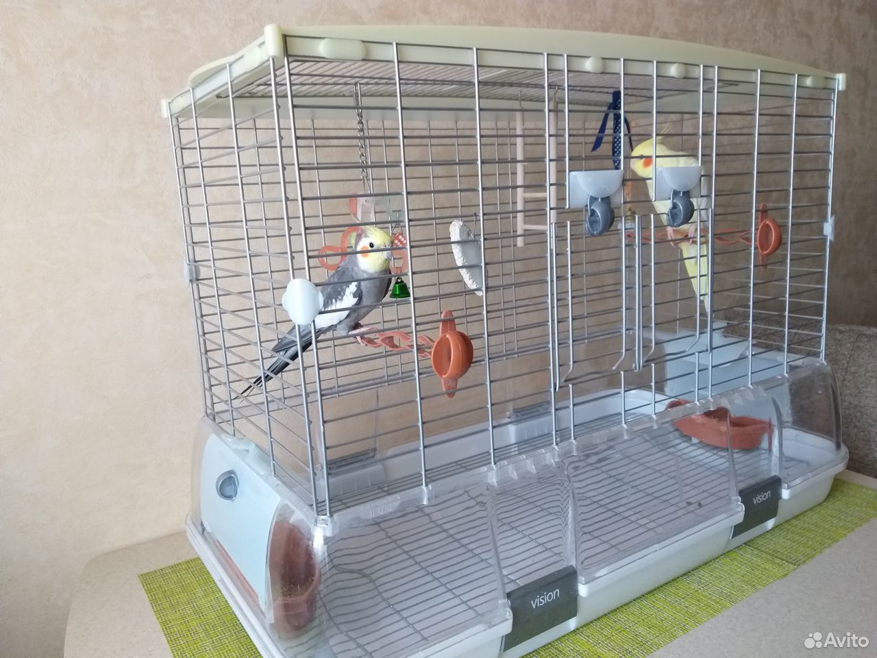 Два попугая корелла (пара) купить на Зозу.ру - фотография № 2