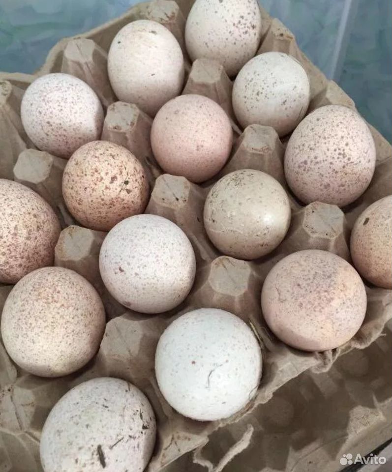 Инкубационное яйцо узбекской палевой индейки купить на Зозу.ру - фотография № 1