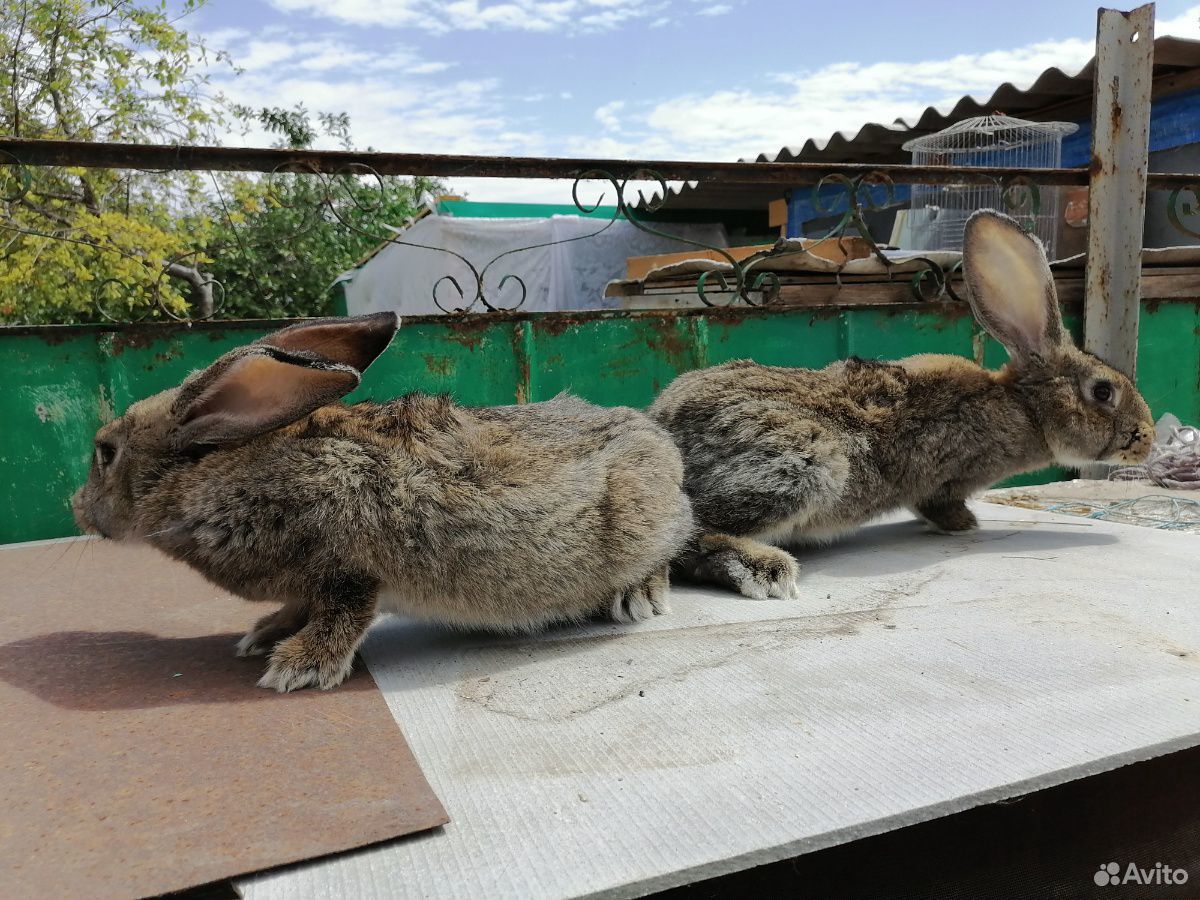 Кролики на продажу купить на Зозу.ру - фотография № 7
