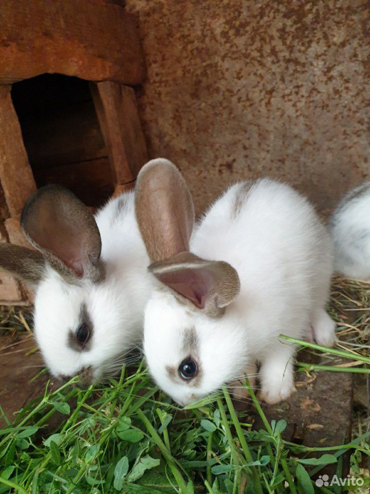 Продаются кролики различного возраста купить на Зозу.ру - фотография № 10