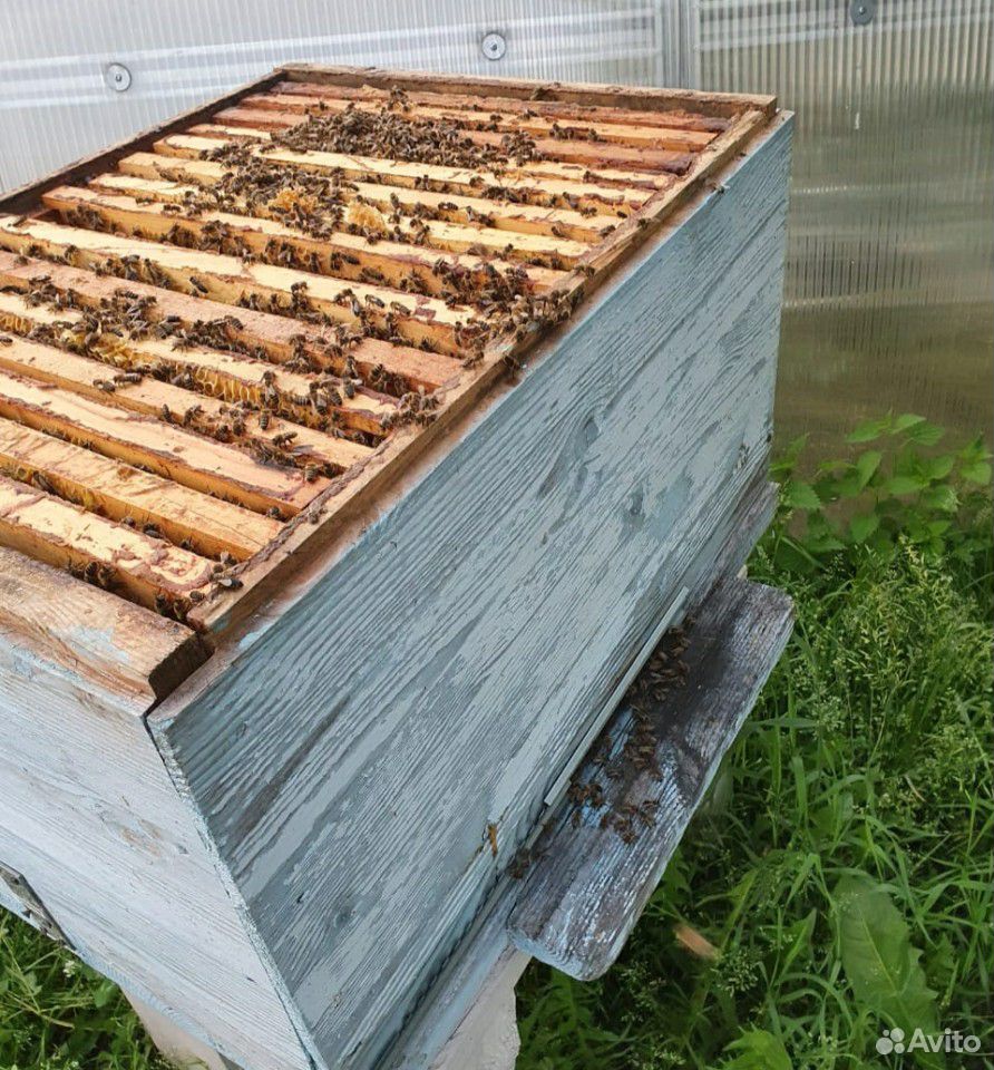Пчелы с ульем купить на Зозу.ру - фотография № 2