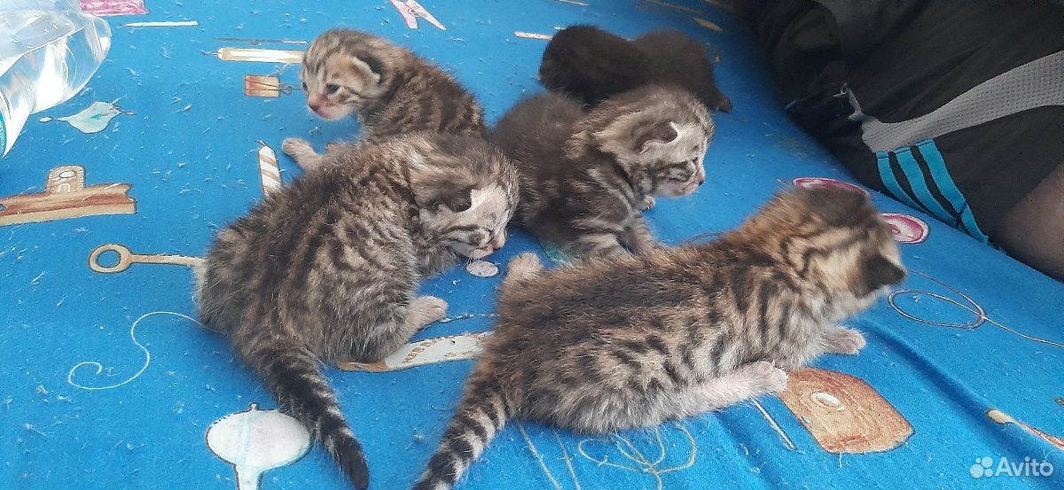 Потомки бенгальских котов купить на Зозу.ру - фотография № 5