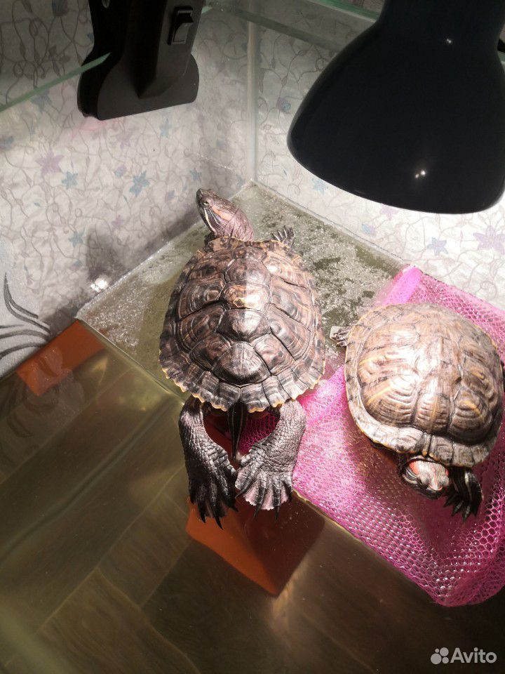 Красноухие черепахи купить на Зозу.ру - фотография № 1