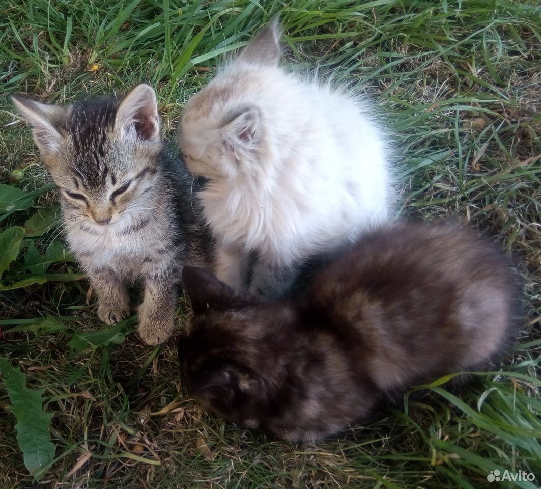 Милые котята в добрые руки купить на Зозу.ру - фотография № 7