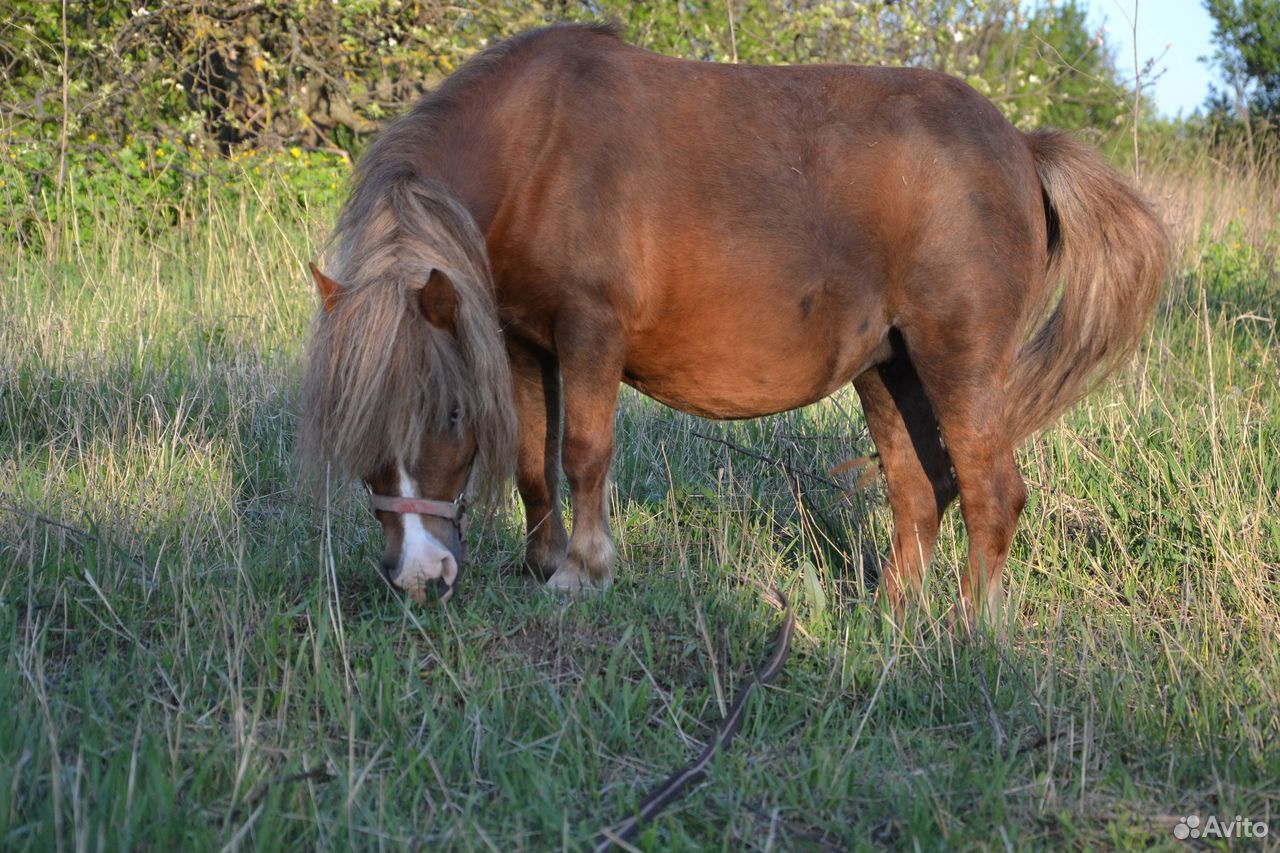 Шетлендские пони на продажу, пони-ферма купить на Зозу.ру - фотография № 4