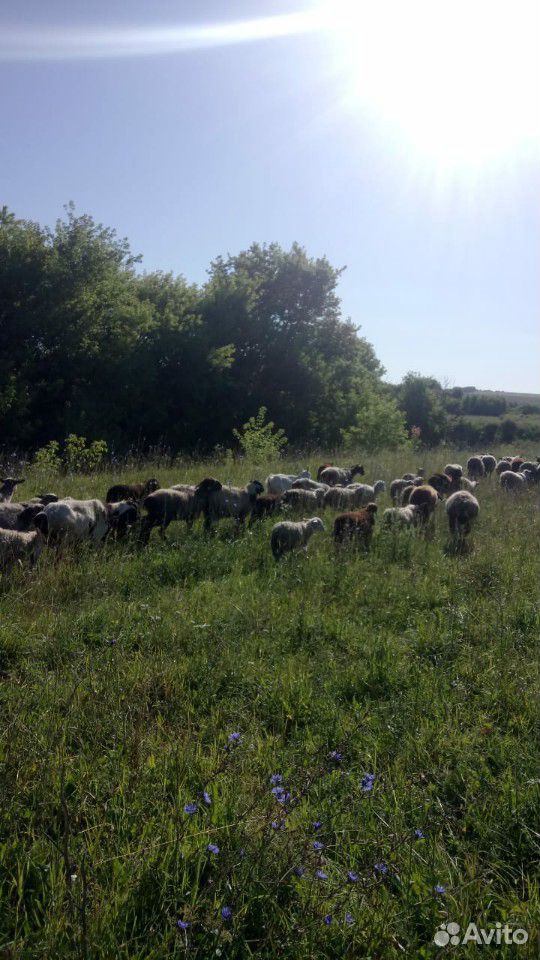 Овцы баран купить на Зозу.ру - фотография № 2