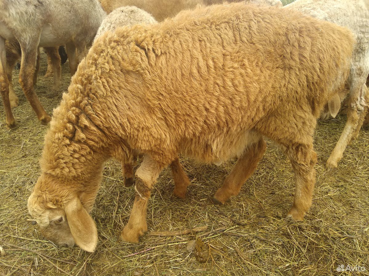 Гиссарский баран. Овцы купить в ставропольском