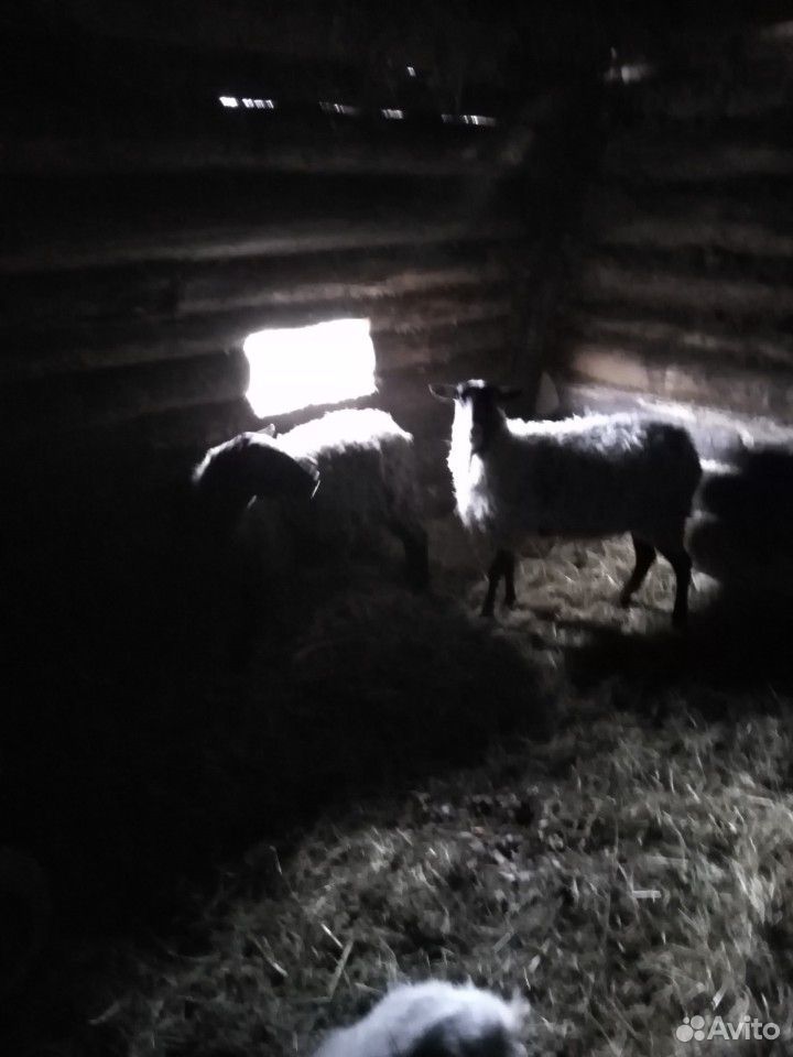 Баран, овцы купить на Зозу.ру - фотография № 1