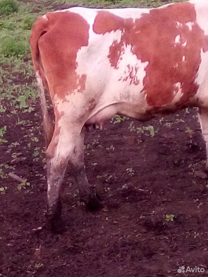 1) Корова,2) -телочка стельная,3) -Корова купить на Зозу.ру - фотография № 5