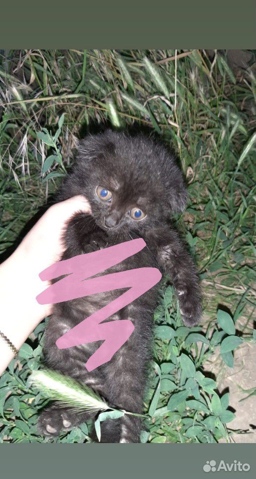 Котёнок (мальчик) купить на Зозу.ру - фотография № 1