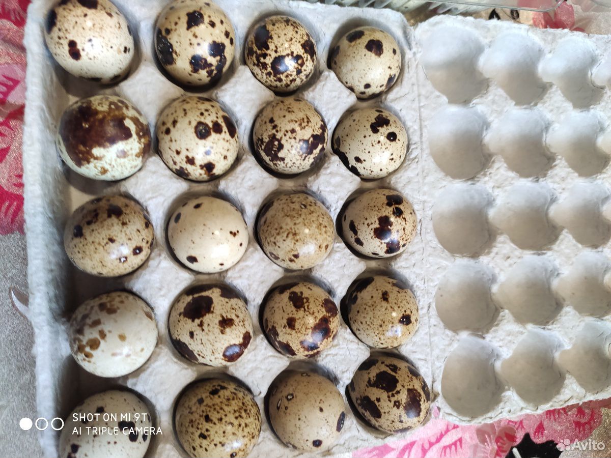 Яйца перепелиные купить на Зозу.ру - фотография № 2