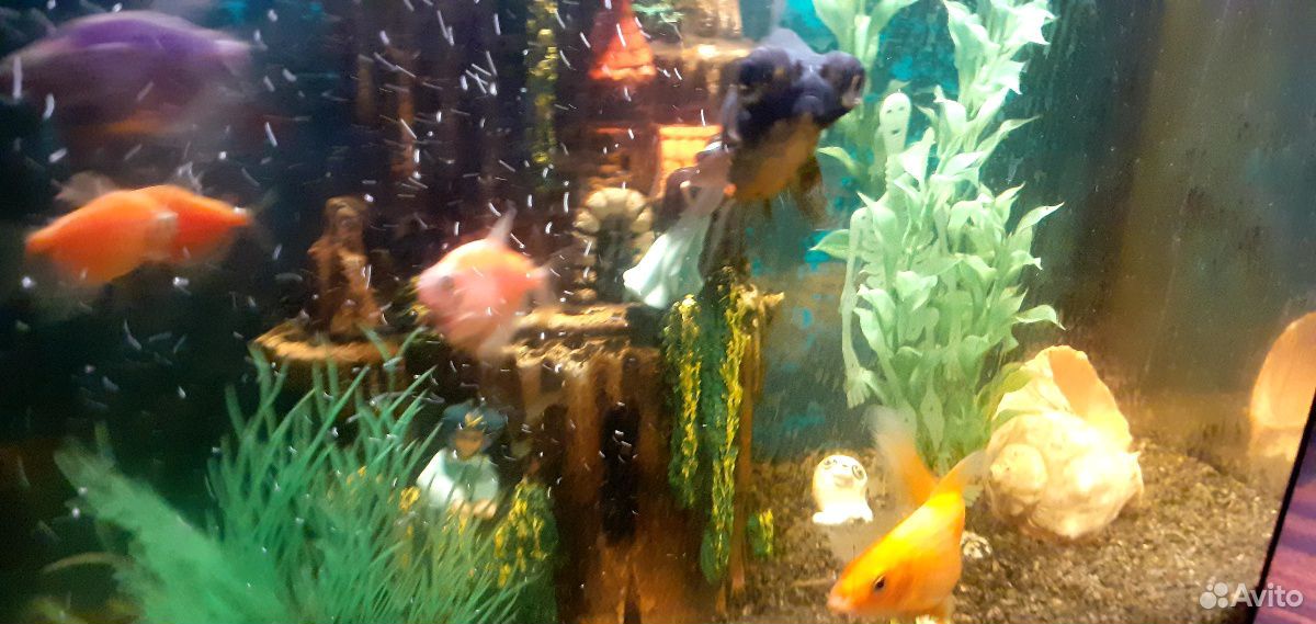 Готовый аквариум с жильцами купить на Зозу.ру - фотография № 4