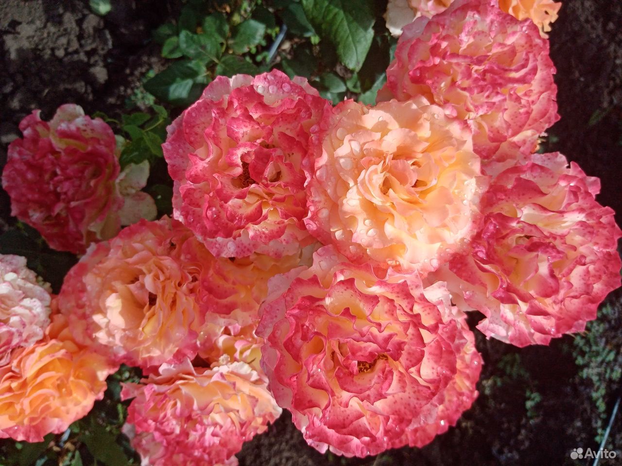 Кусты роз купить на Зозу.ру - фотография № 8