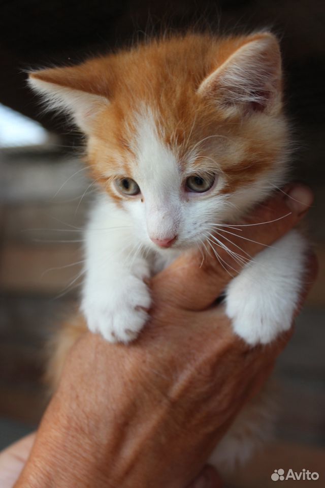 Котёнок в хорошие руки купить на Зозу.ру - фотография № 5