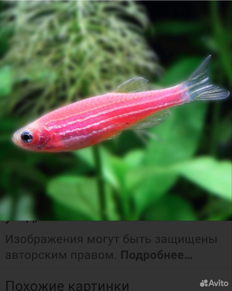 Аквариумная рыба купить на Зозу.ру - фотография № 2