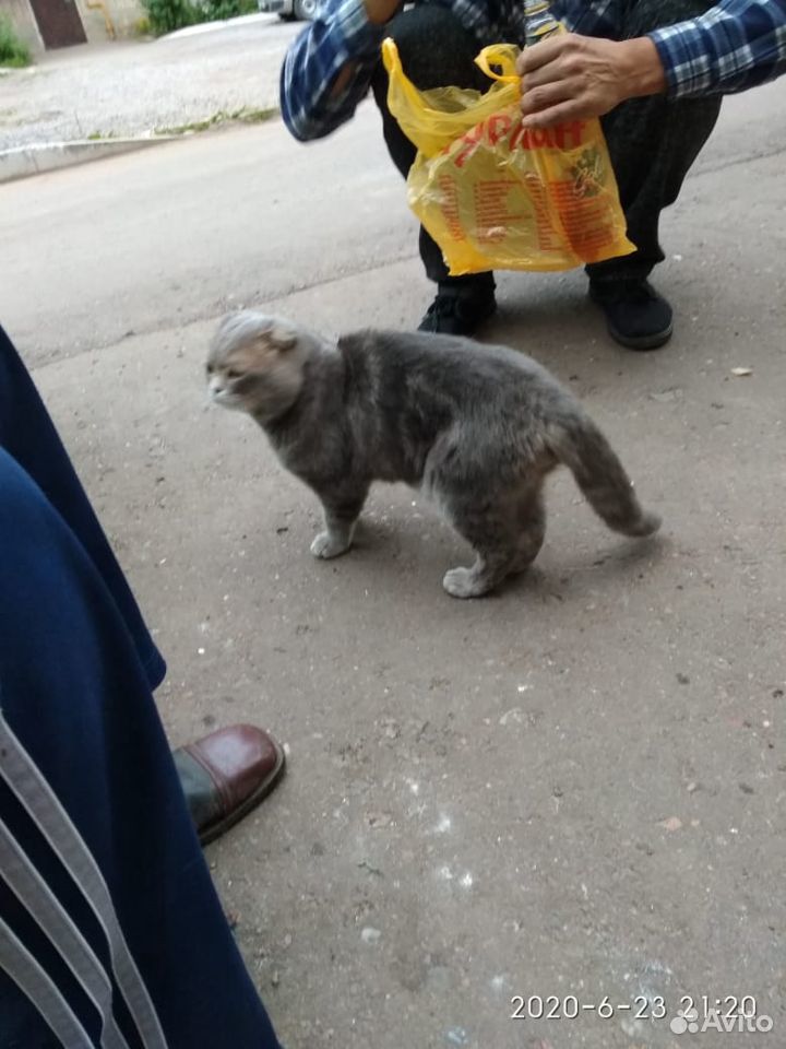 Кот ищет хозяина купить на Зозу.ру - фотография № 4