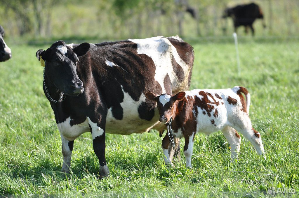 Продается корова и телята купить на Зозу.ру - фотография № 1