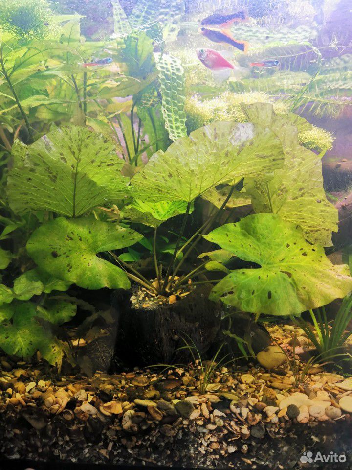 Растения для аквариума купить на Зозу.ру - фотография № 1