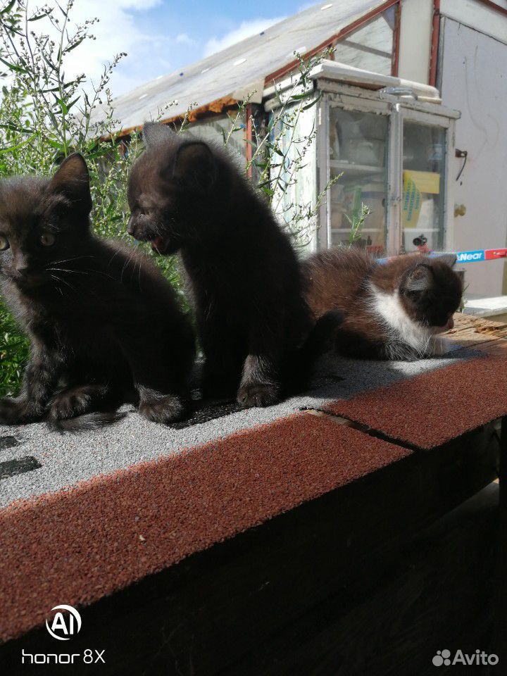 Котятки купить на Зозу.ру - фотография № 7