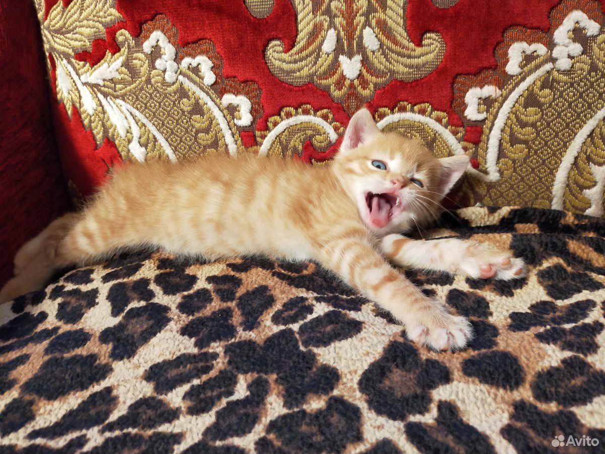 Котенок кошки-крысоловки купить на Зозу.ру - фотография № 2