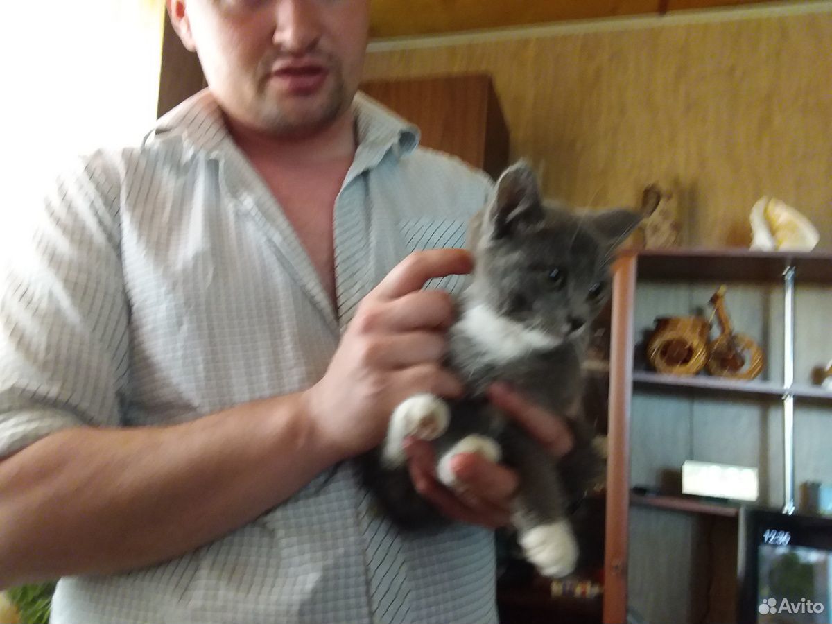Котёнок серый мальчик купить на Зозу.ру - фотография № 1