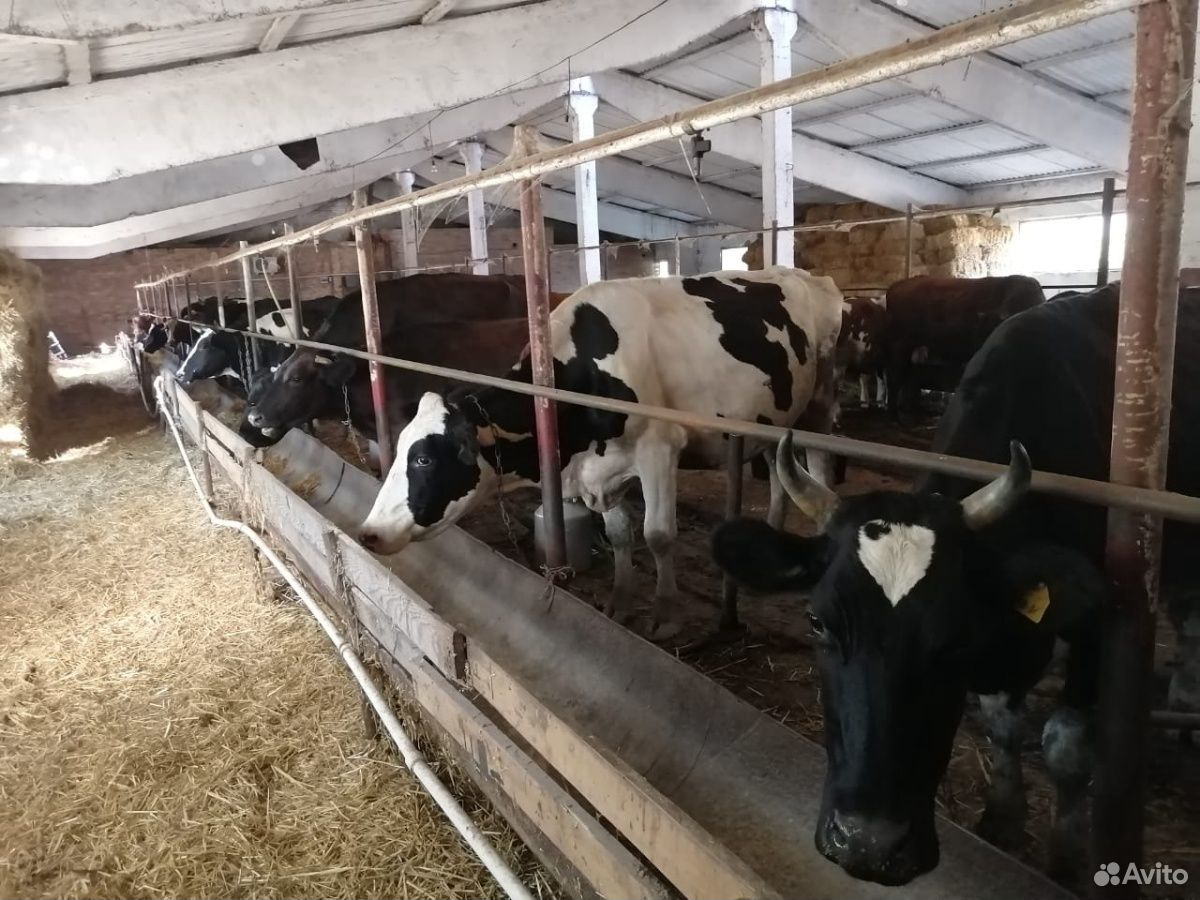 Коровы и бычки купить на Зозу.ру - фотография № 8