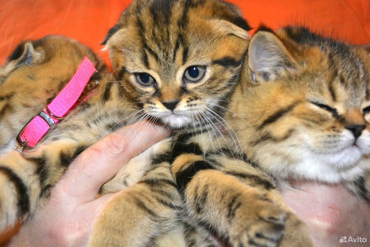 суматранский тигр. кот тигр. веселые песенки. песня маленький тигренок. лилигрица киара.