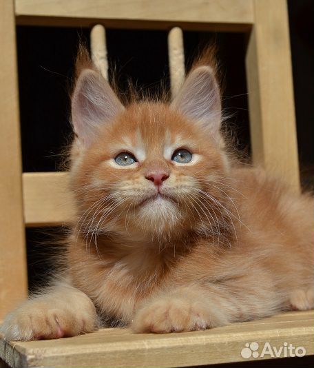 Рыжий котик мейнкун купить на Зозу.ру - фотография № 1