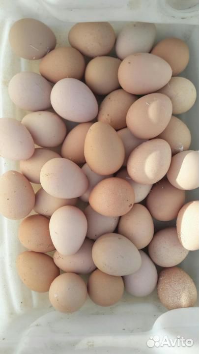 Яйца нкубационные цесарки, 30шт купить на Зозу.ру - фотография № 1
