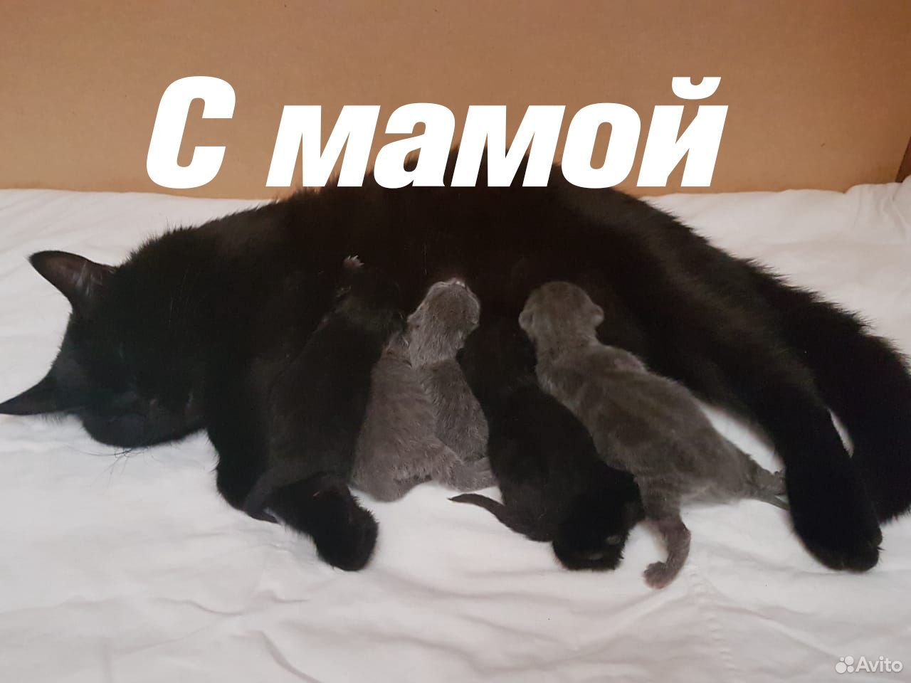 Супер котята купить на Зозу.ру - фотография № 5