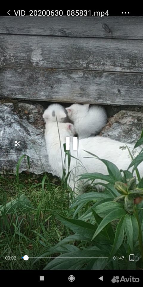 Белые котята купить на Зозу.ру - фотография № 4