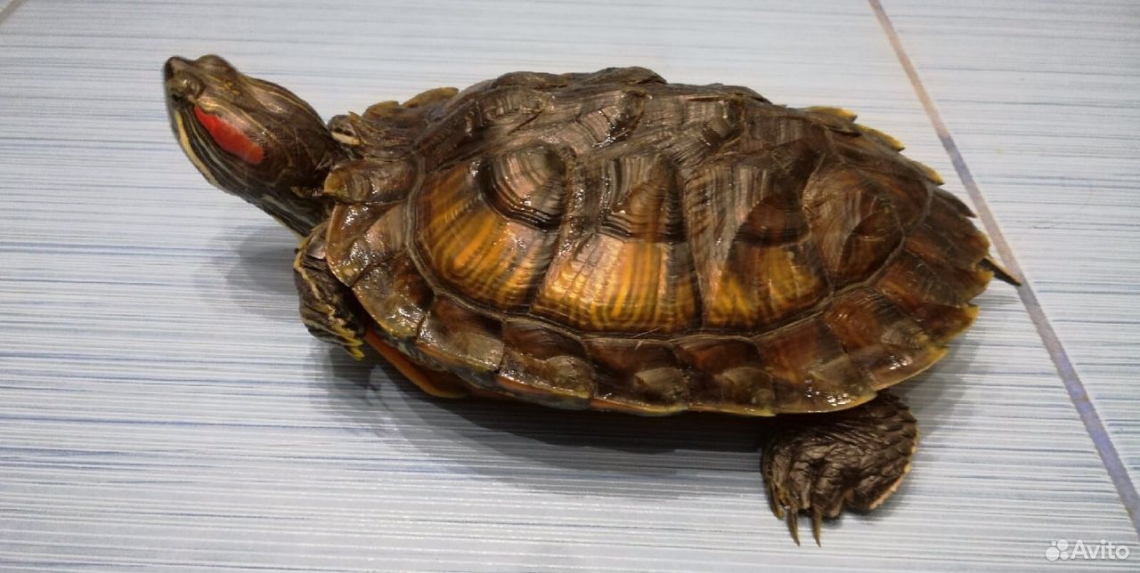Черепаха красноухая 3 года бесплатно купить на Зозу.ру - фотография № 2