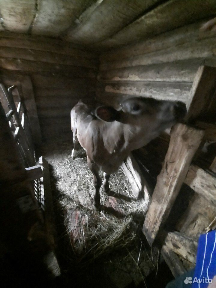 Продам корову с телёнком2,5 месяца купить на Зозу.ру - фотография № 2