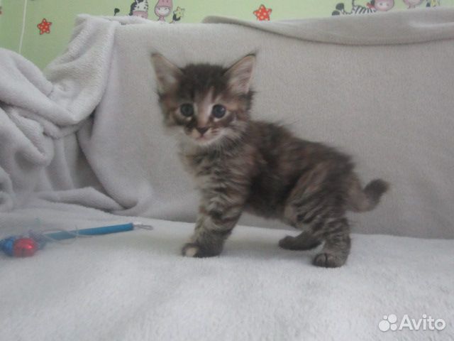 Отдадим котят, возраст 1 месяц купить на Зозу.ру - фотография № 1